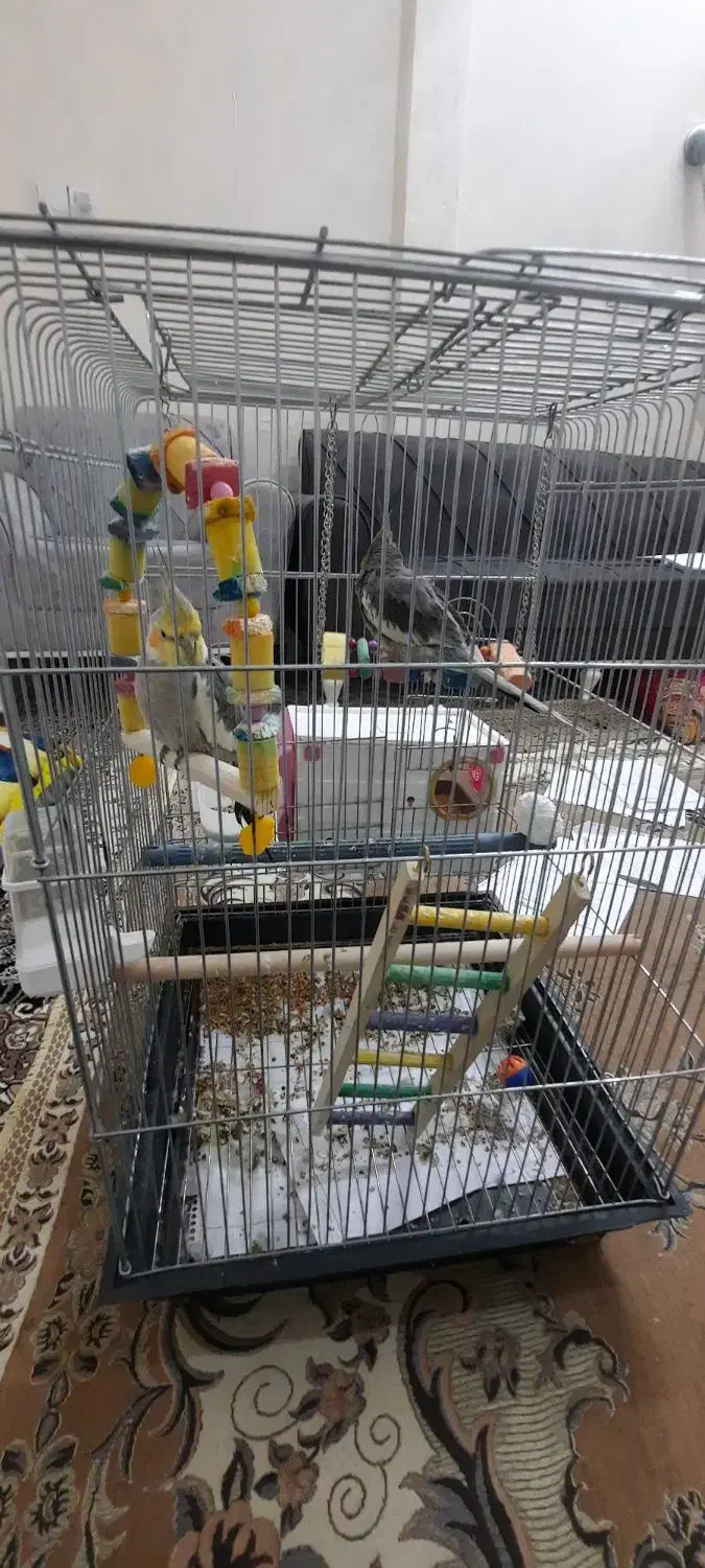 دو عروس هلندی دستی و سخنگو|پرنده|اسلام‌شهر, شهرک امام حسین (میان آباد)|دیوار