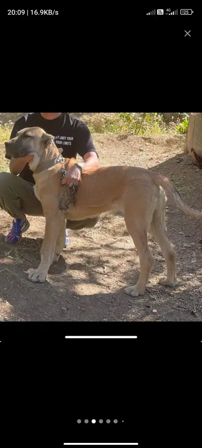 سگ سرابی دزدیده شده از مراغه روستای قشلاق|حیوانات|مراغه, |دیوار
