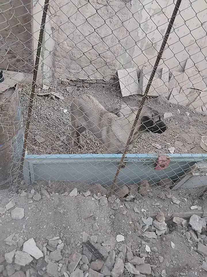 ماده عراقی|سگ|اردبیل, |دیوار