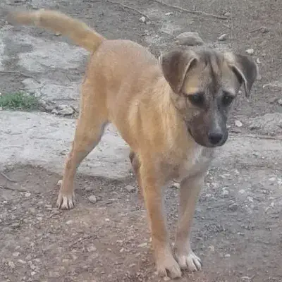 سگ پاکوتاه|سگ|گنبد کاووس, |دیوار