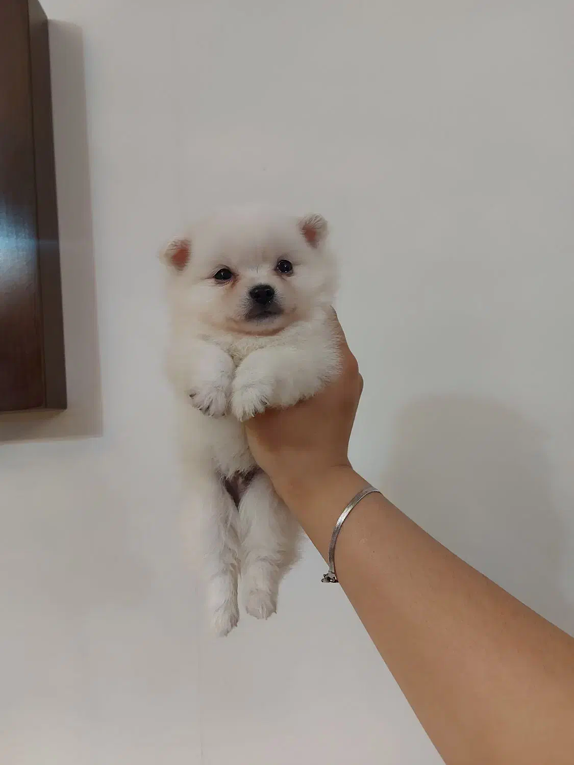 توله پامر از پدر مادر وارداتی|سگ|محمدشهر, محمدشهر|دیوار