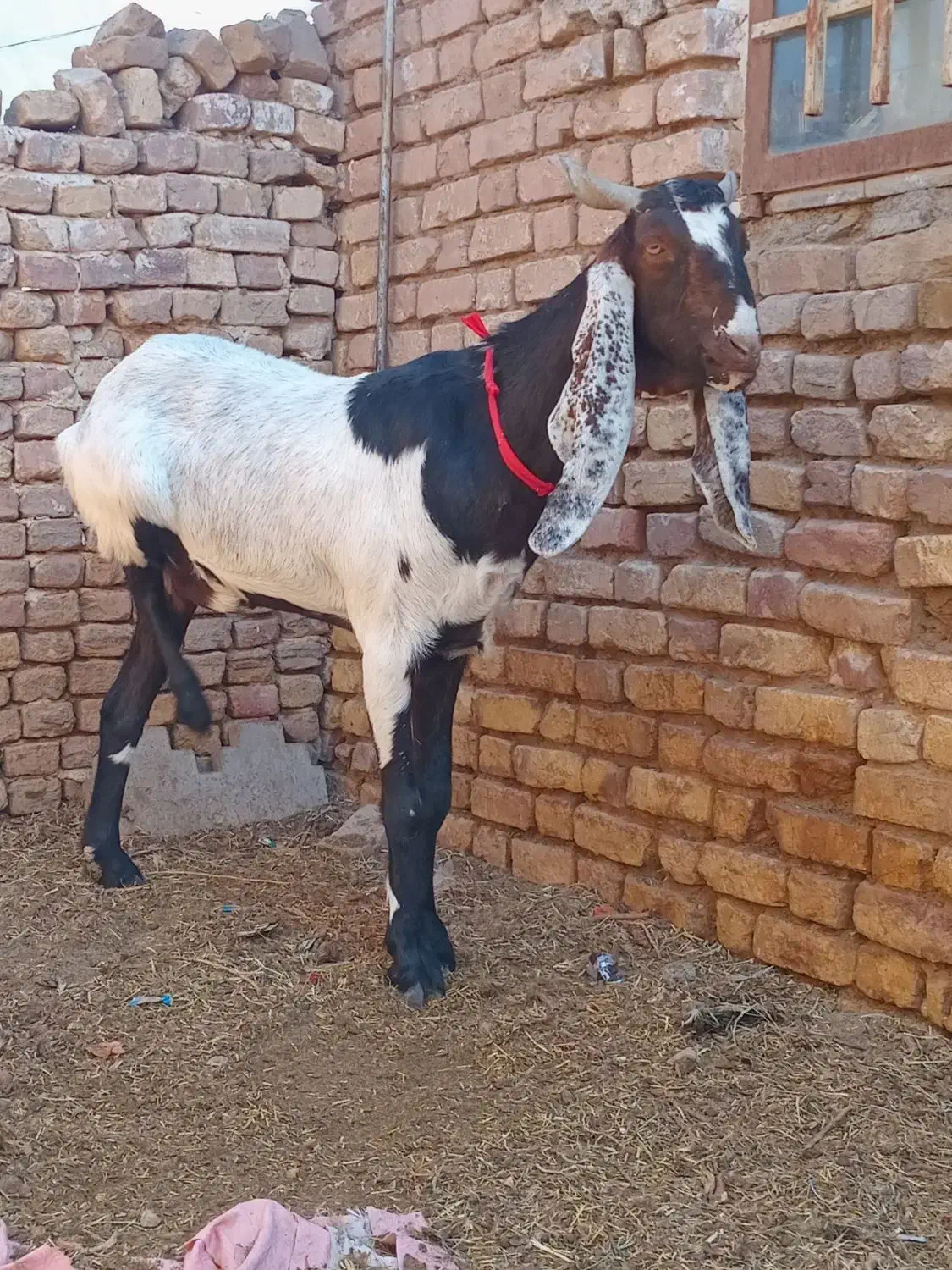 یک عددبزابستن فروشی|حیوانات مزرعه|شهرآباد, |دیوار