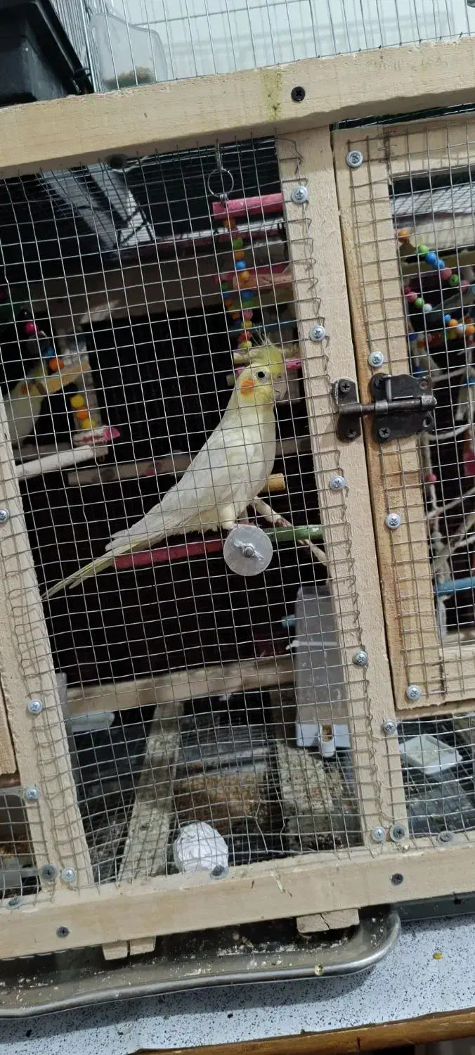 عروس هلندی|پرنده|مبارکه, |دیوار