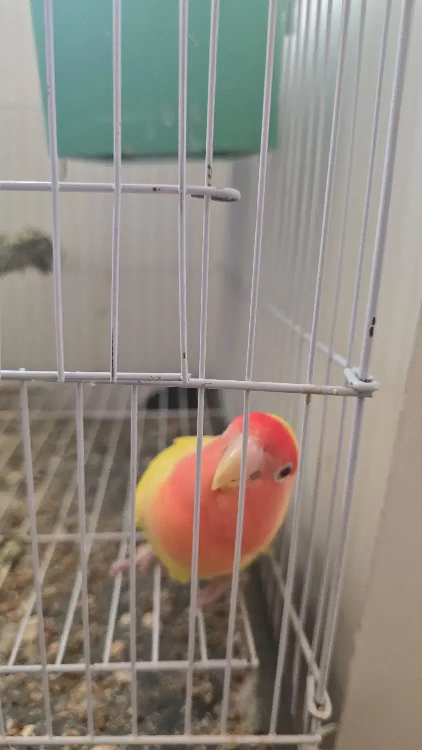 طوطی برزیلی ماده تخم گذار|پرنده|بندر کنگان, |دیوار