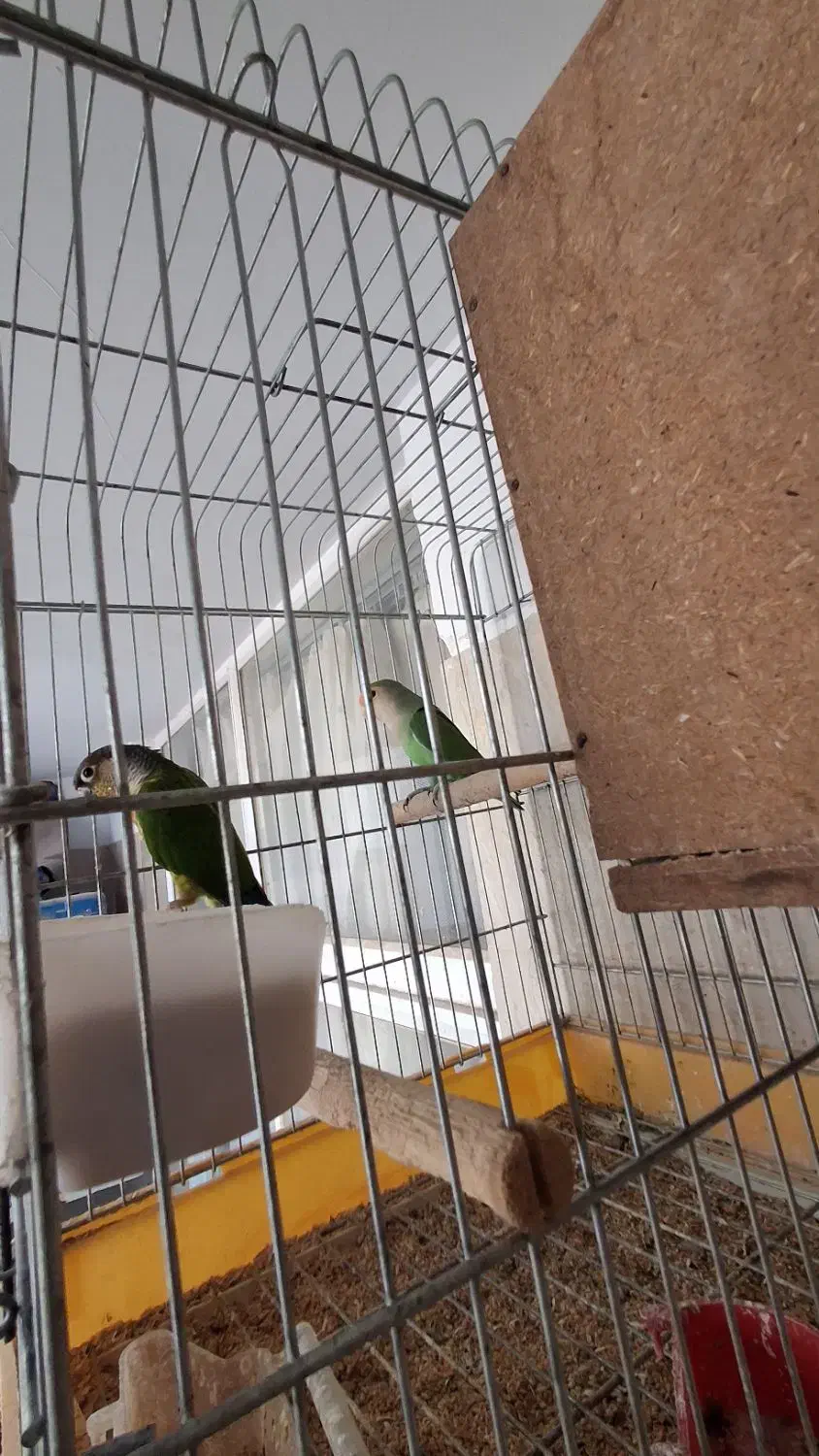 فروش انواع پرنده|پرنده|ورامین, شهرک فجر|دیوار