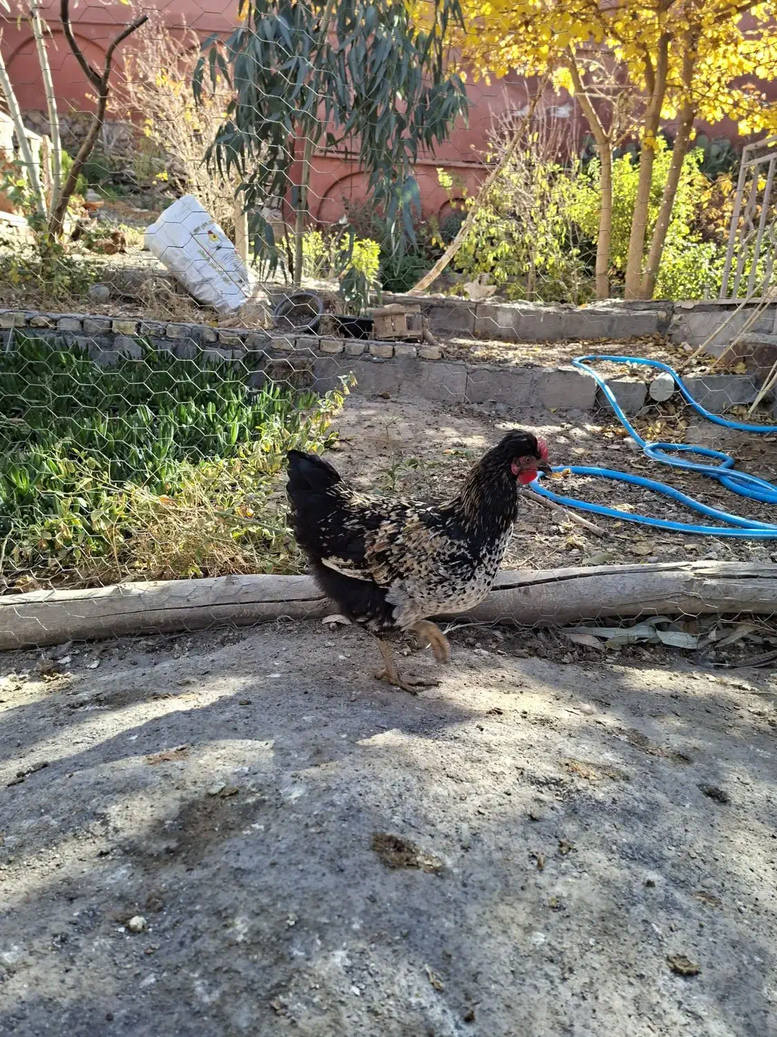 مرغ وخروس|حیوانات مزرعه|باغ بهادران, |دیوار