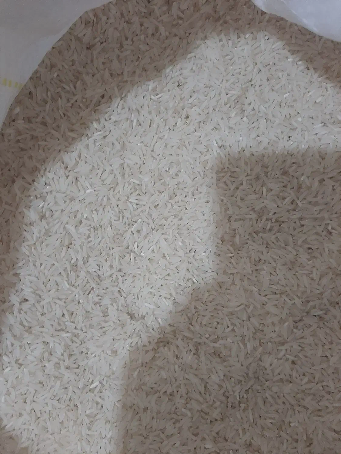 برنج فجر سوزنی|عمده‌فروشی|آق قلا, |دیوار