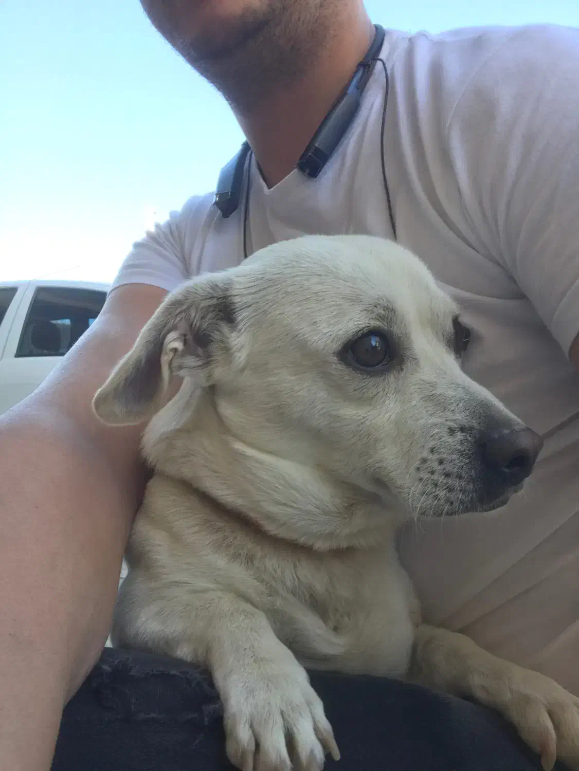 فروش سگ نژادبولداگ قیمت ۷ ملیون|سگ|محمدشهر, شهرک پیام (مهرالبرز)|دیوار