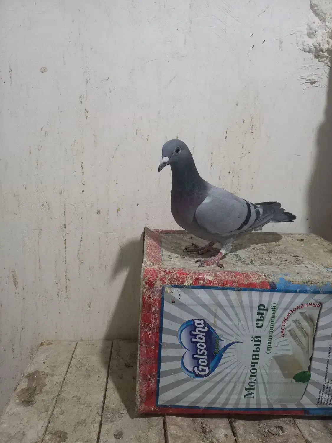 فروش کبوتر پلاکی ماده|پرنده|ابهر, |دیوار