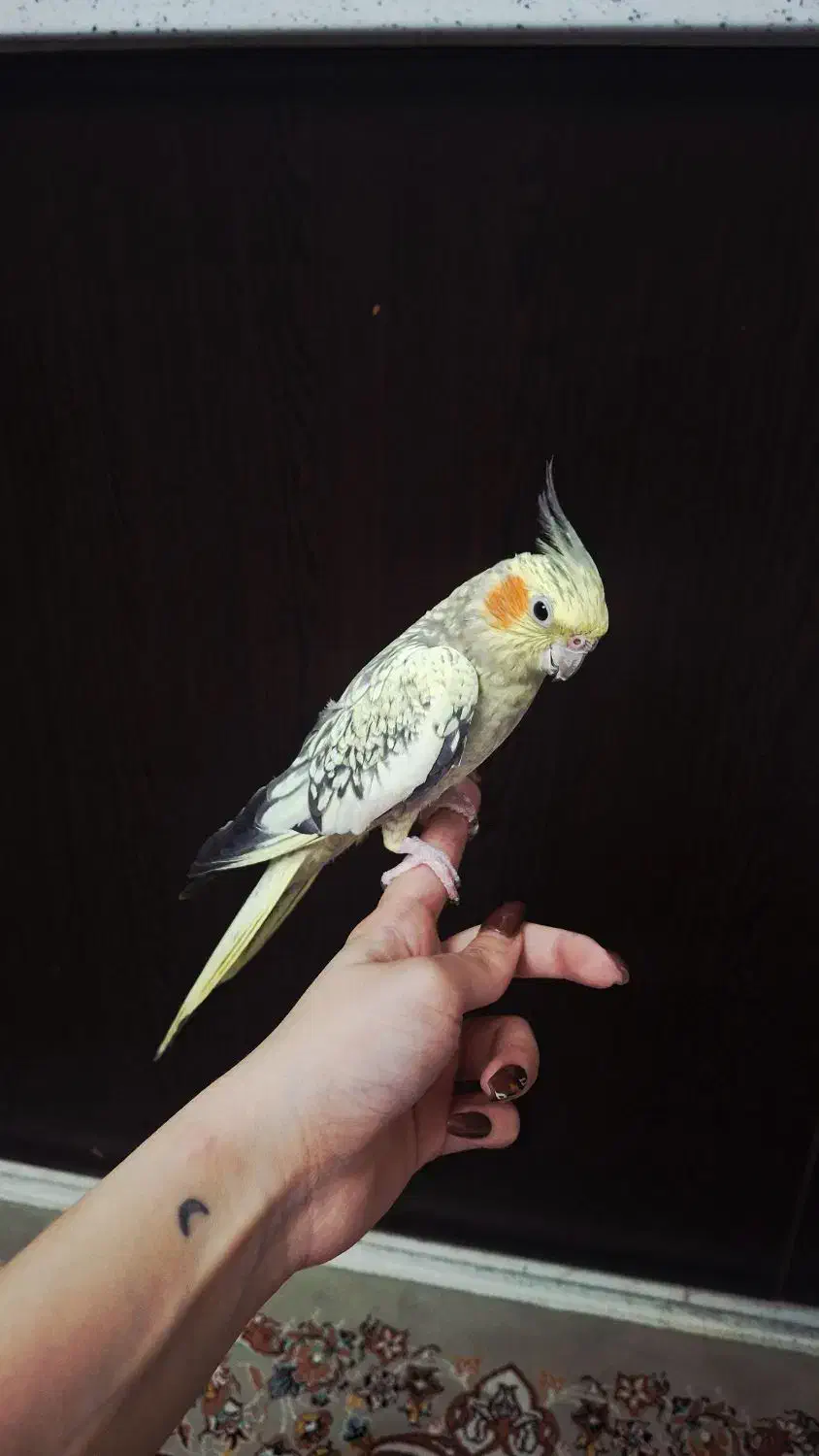 طوطی عروس|پرنده|رشت, کوی مهر|دیوار