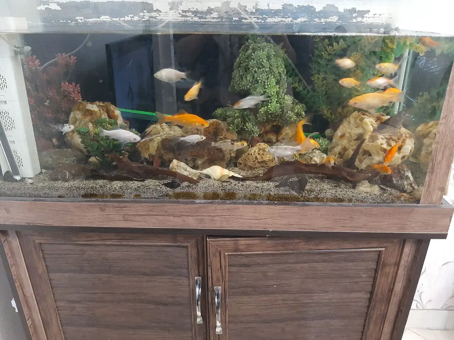 فروش آکواریوم با تمام ماهی ها ولوازم|ماهی|ری, سیزده آبان|دیوار