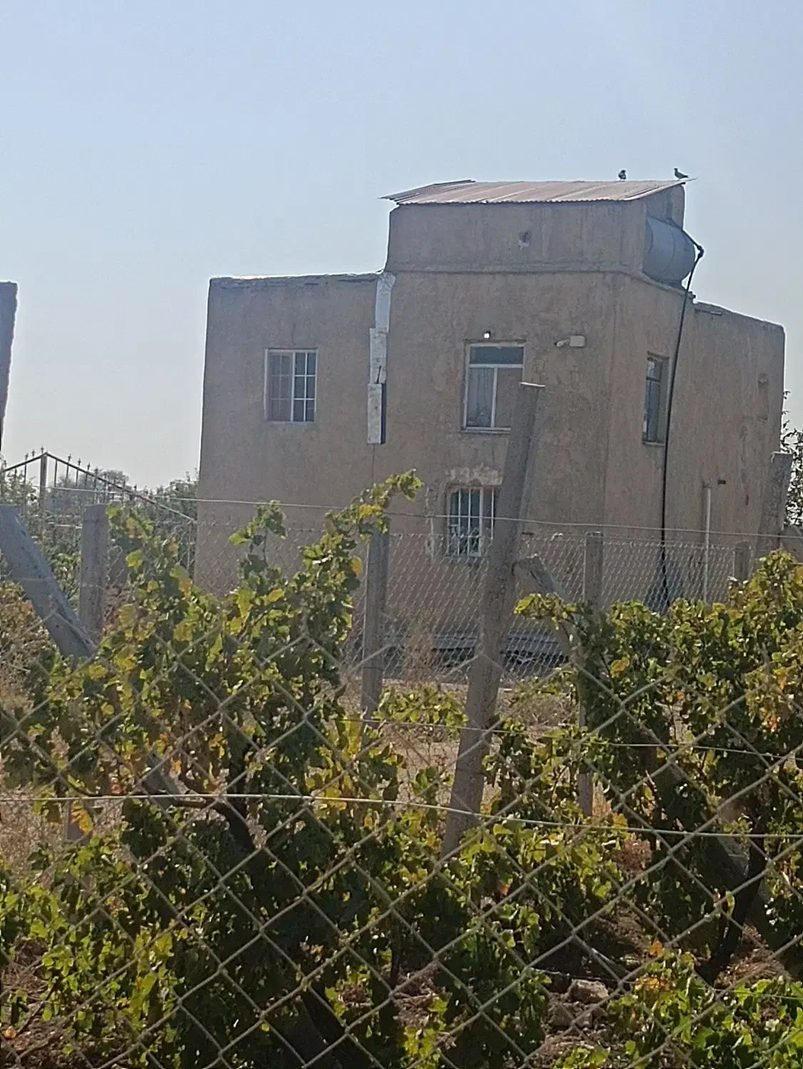 باغ انگور 1300 متری سنددار در منطقه ویلایی|فروش زمین و ملک کلنگی|تاکستان, |دیوار