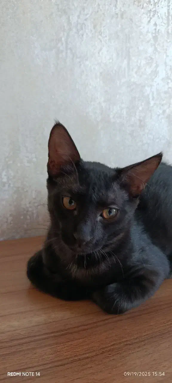 واگذاری گربه|گربه|زنجان, |دیوار