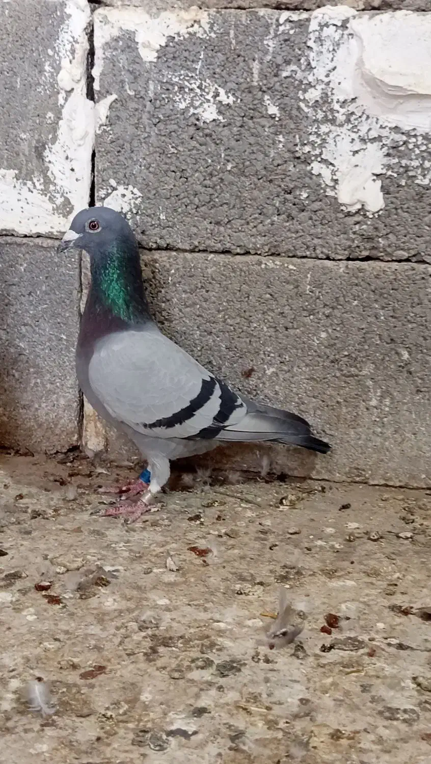 کبوتر|پرنده|سیراف, |دیوار