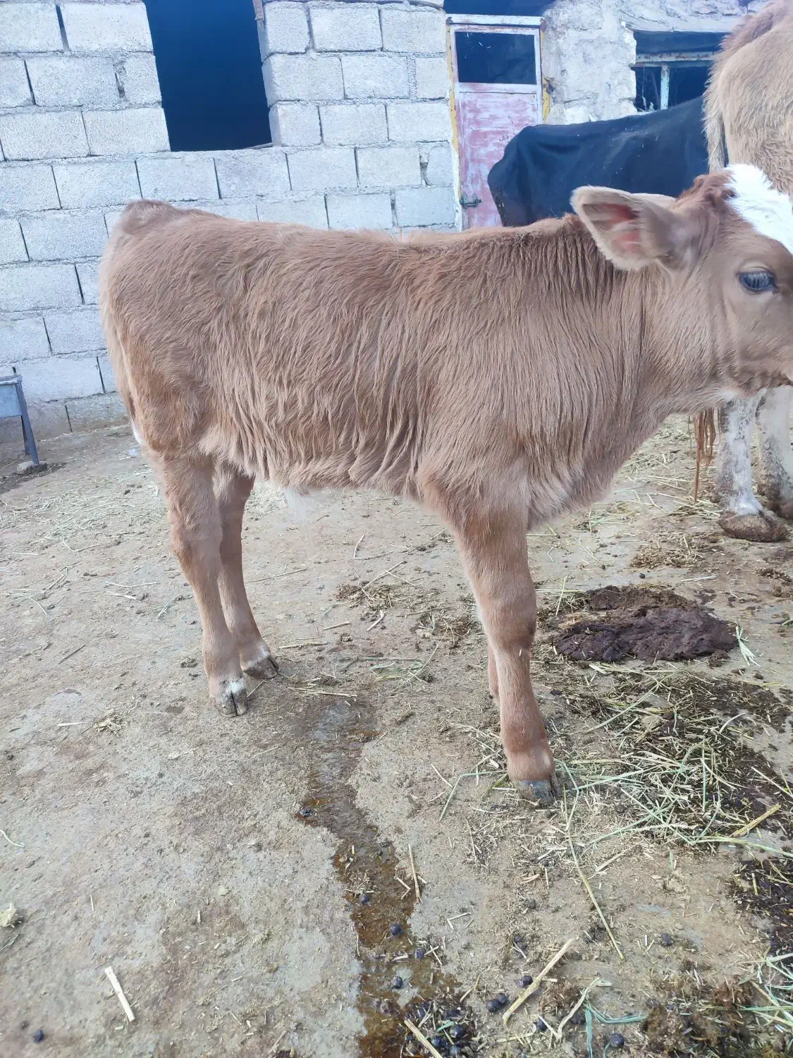 گاو و گوساله|حیوانات مزرعه|کارزان, |دیوار
