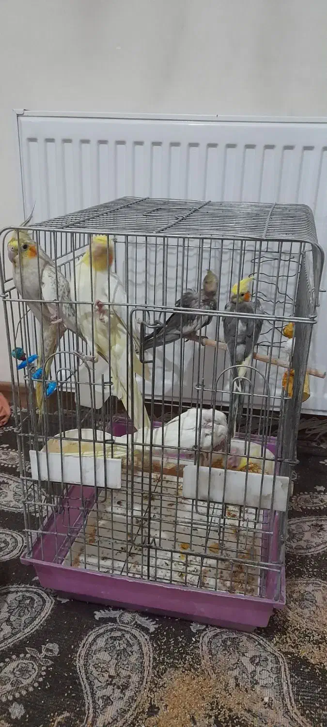 عروس هلندی|پرنده|محمدشهر, شهرک پیام (مهرالبرز)|دیوار