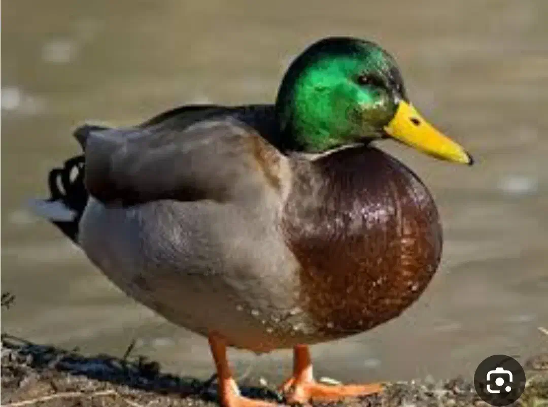 متن رابخوانید|پرنده|رشت, حومه رشت|دیوار