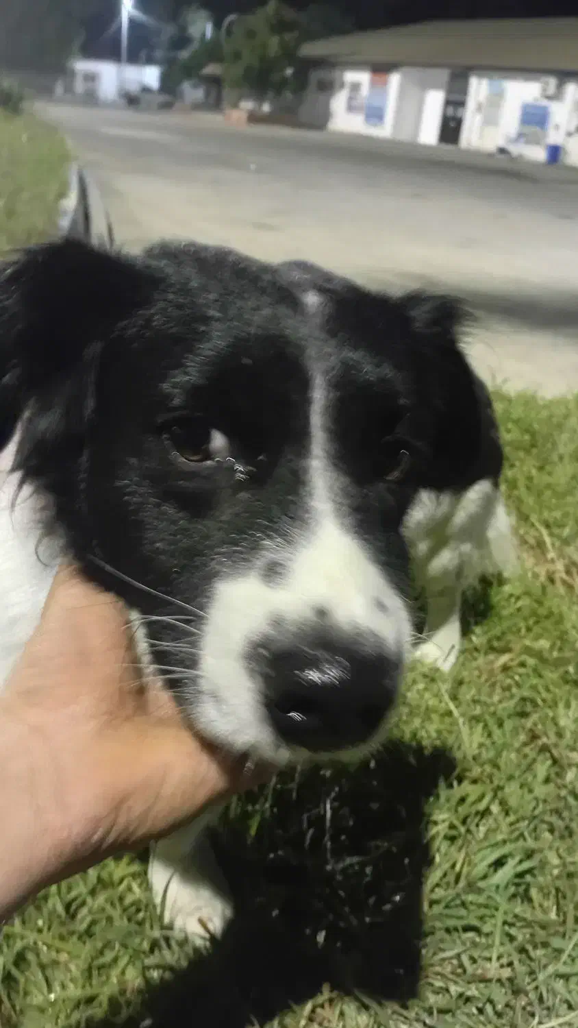 سگ پیداشده|حیوانات|بوشهر, |دیوار