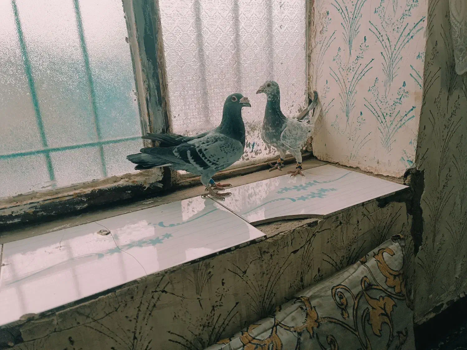 دو عدد کبوتر|پرنده|رشتخوار, |دیوار