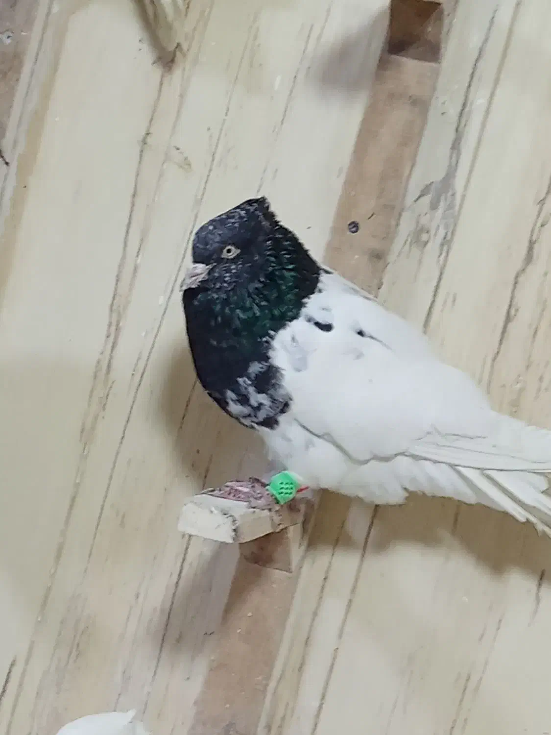 کلدار|پرنده|قم, سید معصوم|دیوار