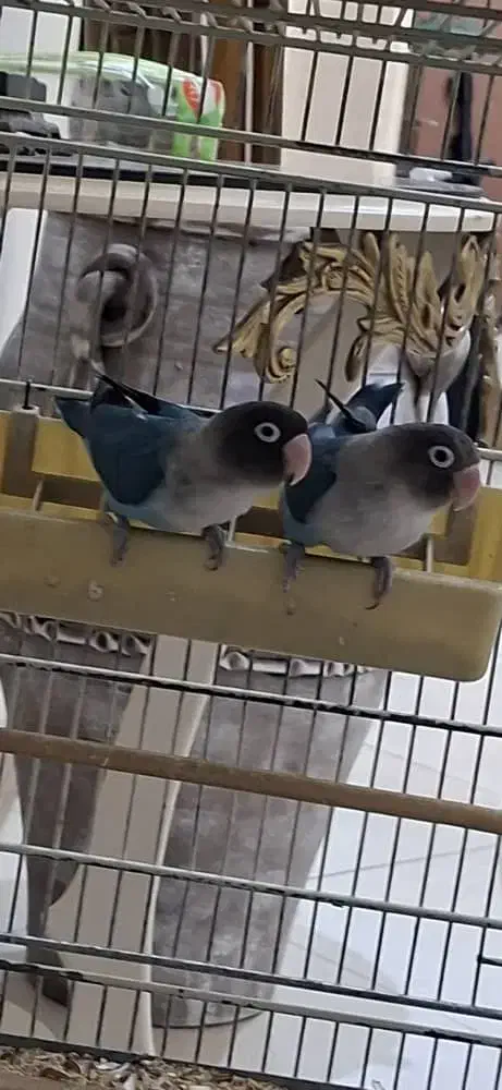 طوطی برزیلی|پرنده|بروجرد, |دیوار