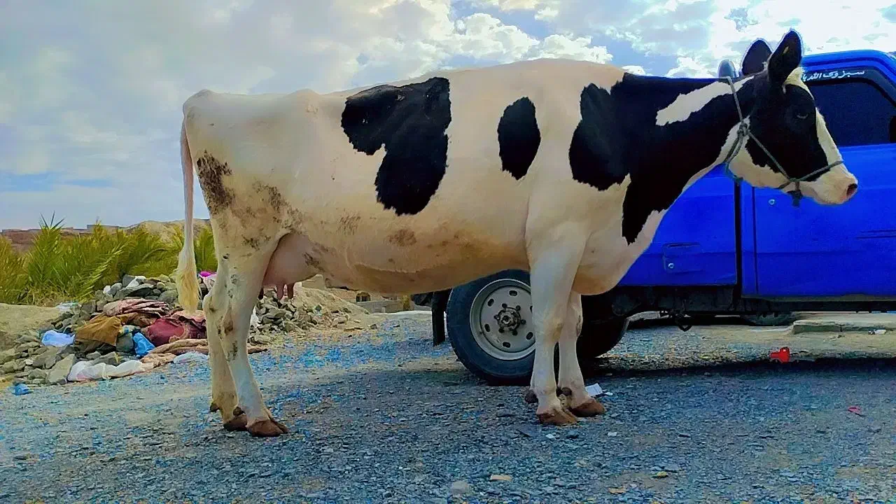 گاو|حیوانات مزرعه|سراوان, |دیوار