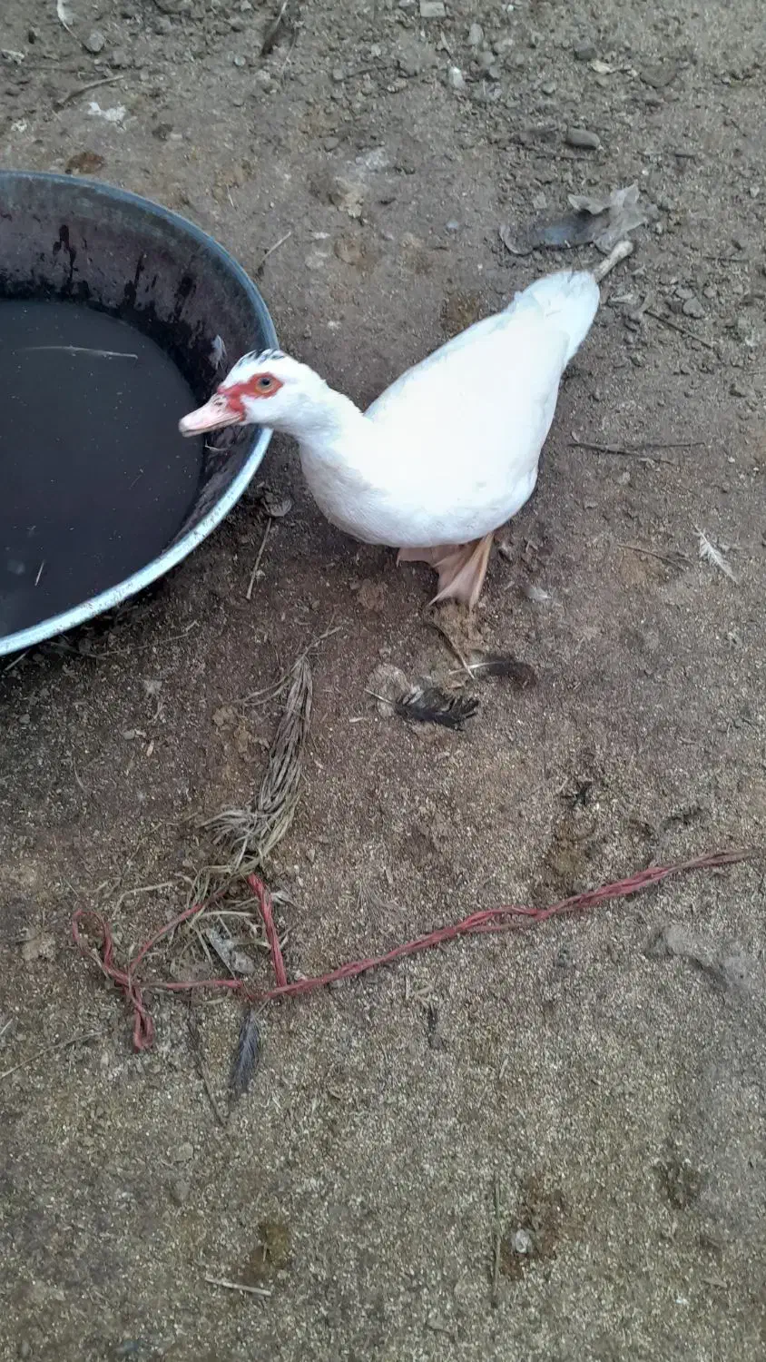 اردک اسرایلی|حیوانات مزرعه|دینور, |دیوار