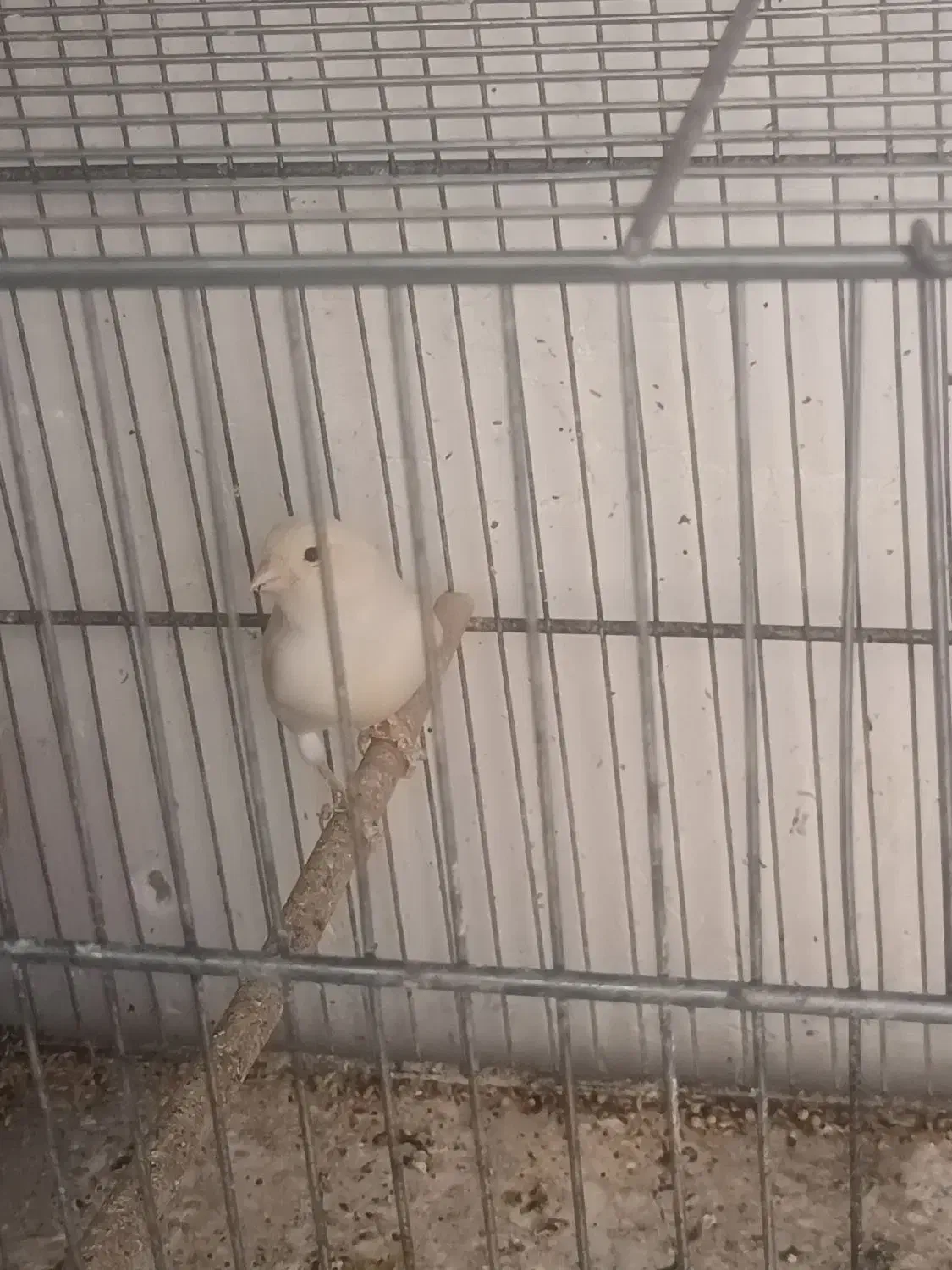 قناری ماده|پرنده|نسیمشهر, |دیوار