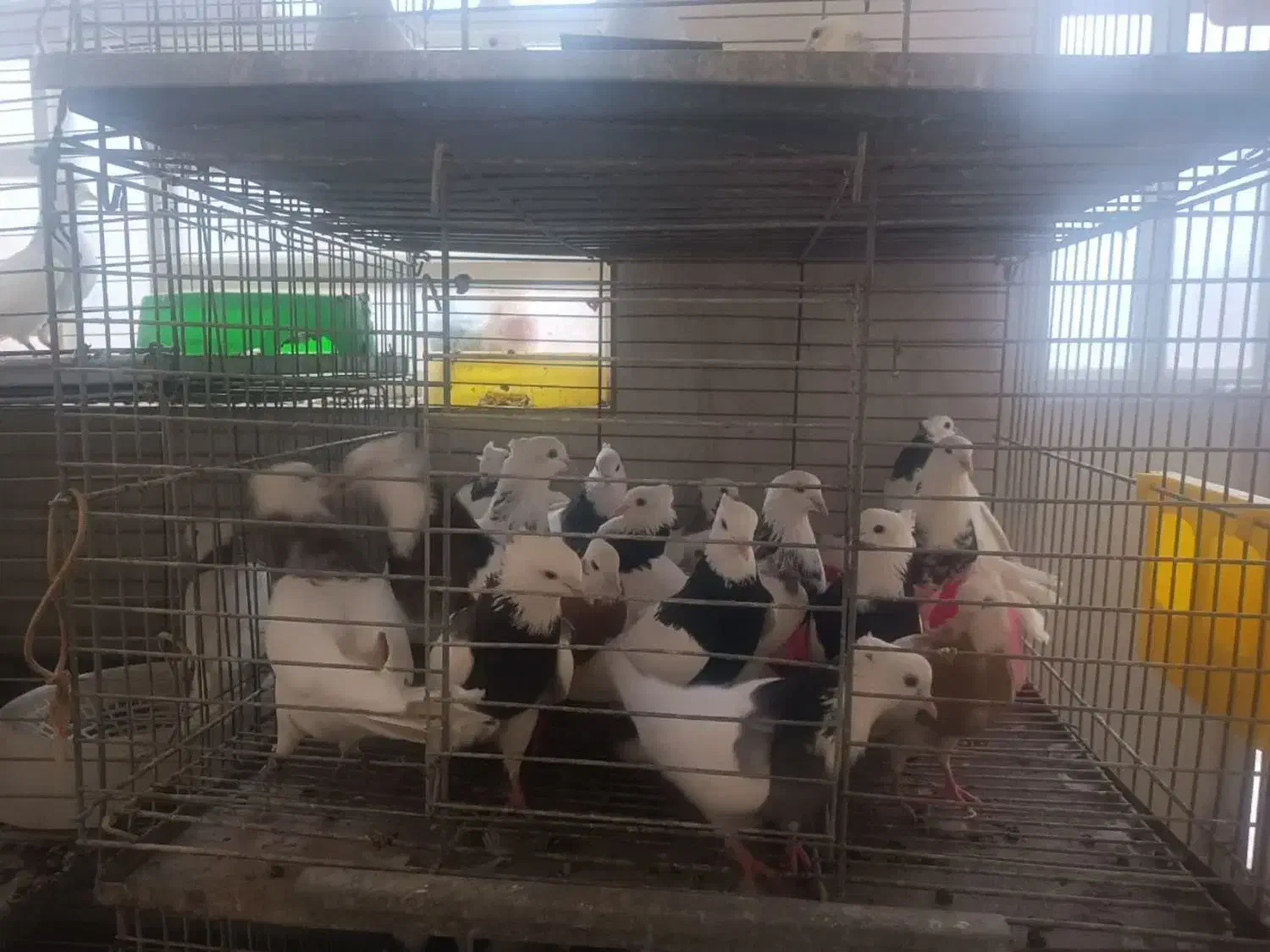 طوقی|پرنده|اردکان, |دیوار