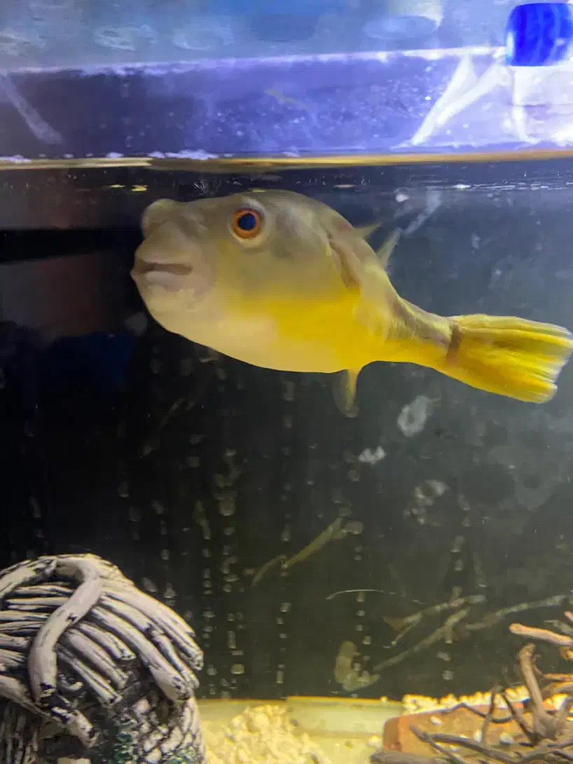 معاوضه با اروانا|ماهی|کرمان, |دیوار