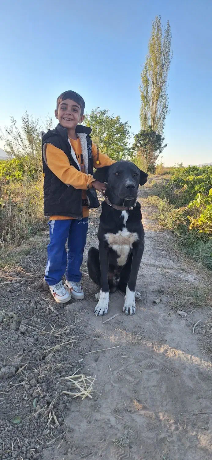 سگ گم شده|سگ|قره چای, |دیوار