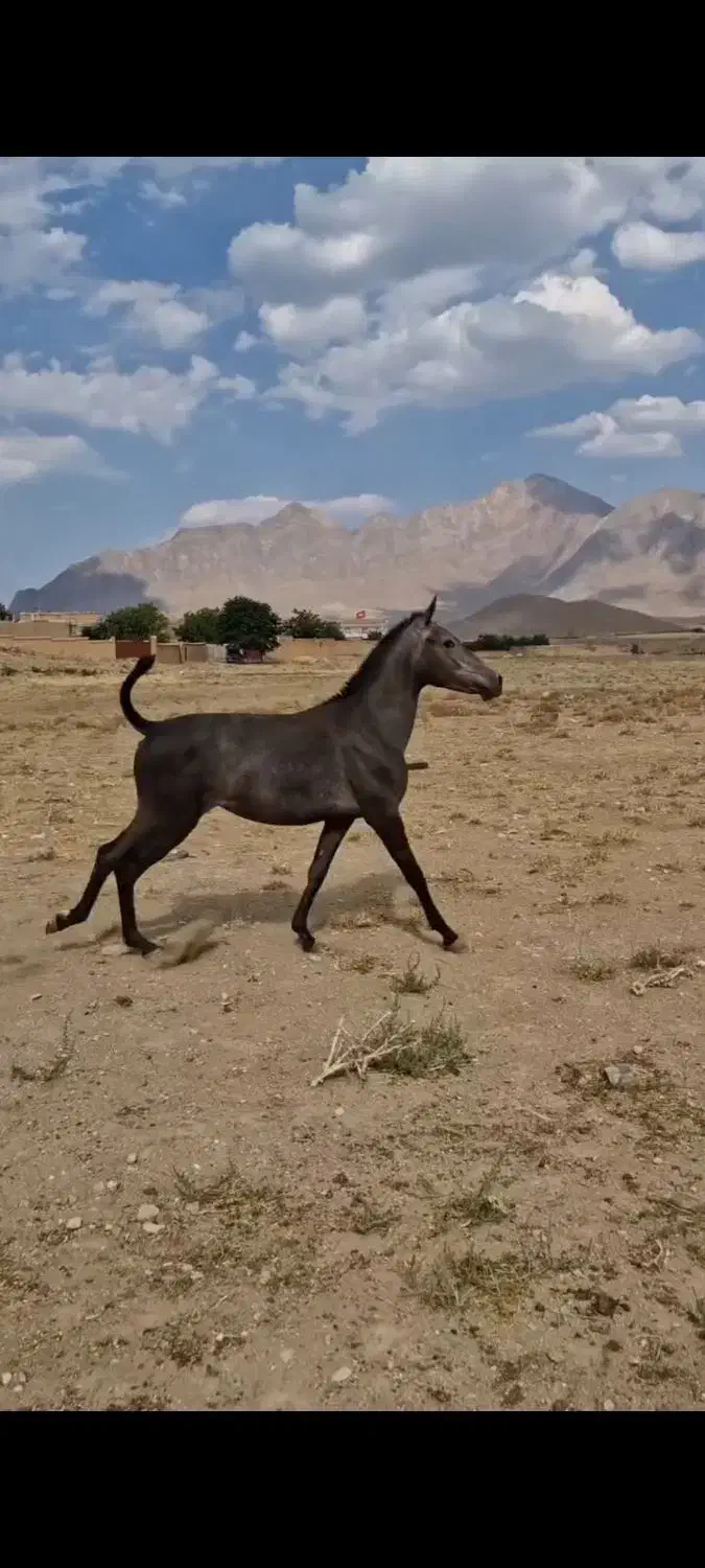 فروش کره مادیان|اسب و تجهیزات اسب‌سواری|شاهین‌شهر, گزبرخوار|دیوار