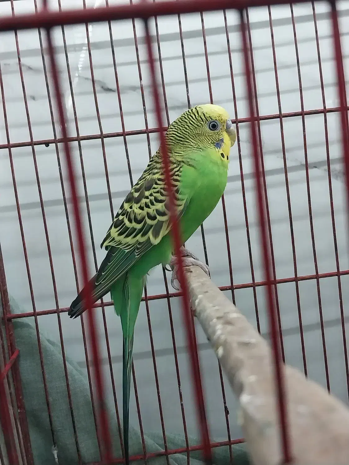 مرغ عشق|پرنده|اردبیل, |دیوار