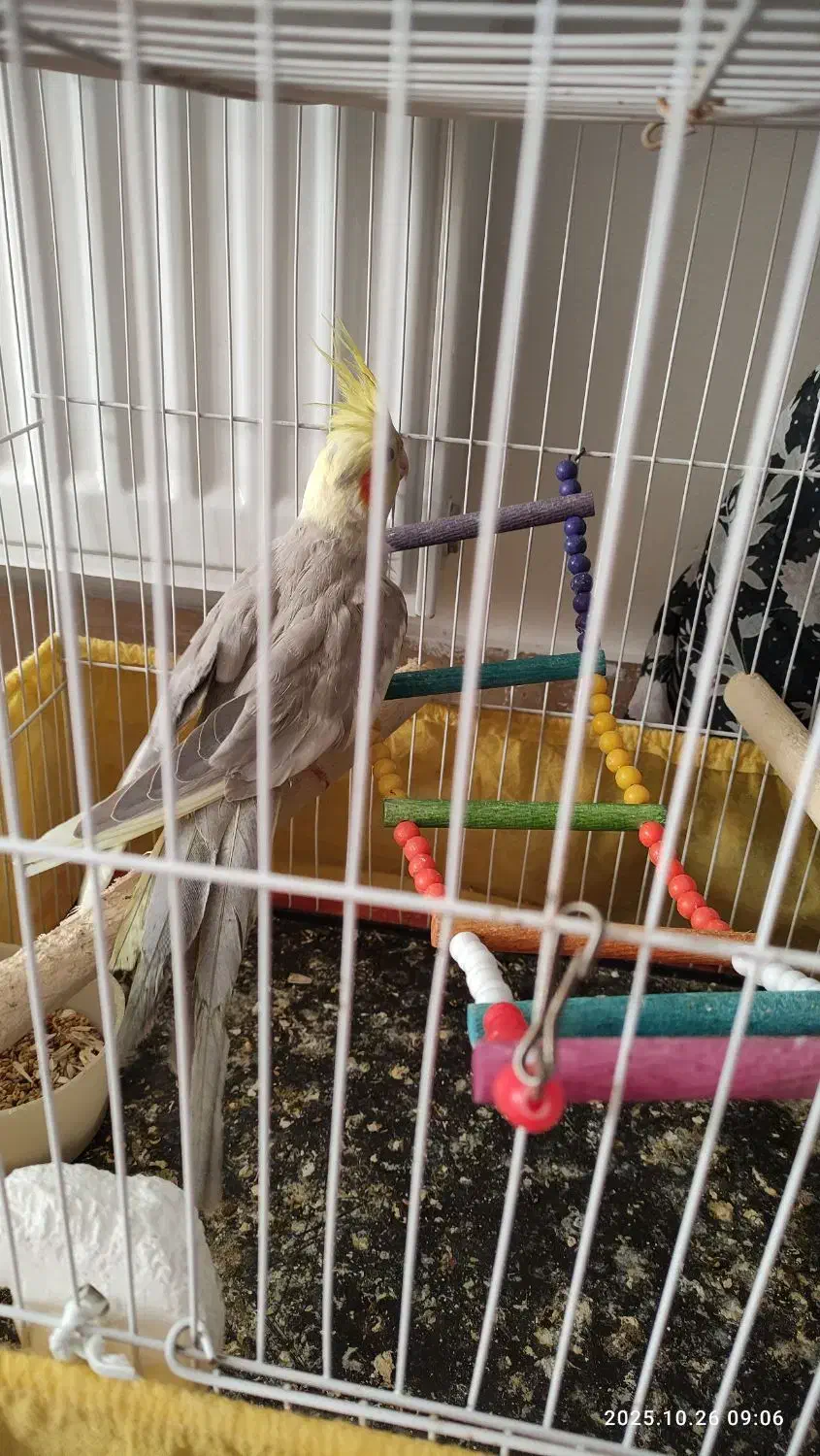 عروس هلندی مولد همراه جوجه|پرنده|ابهر, |دیوار