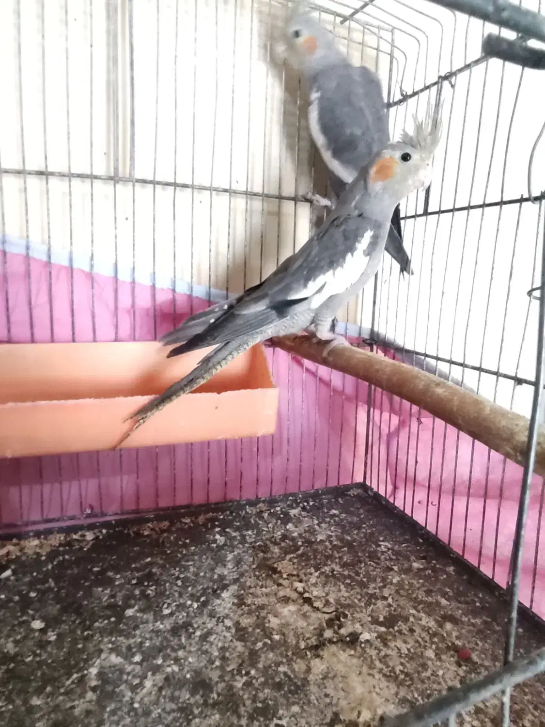 عروس هلندی|پرنده|کارون, |دیوار