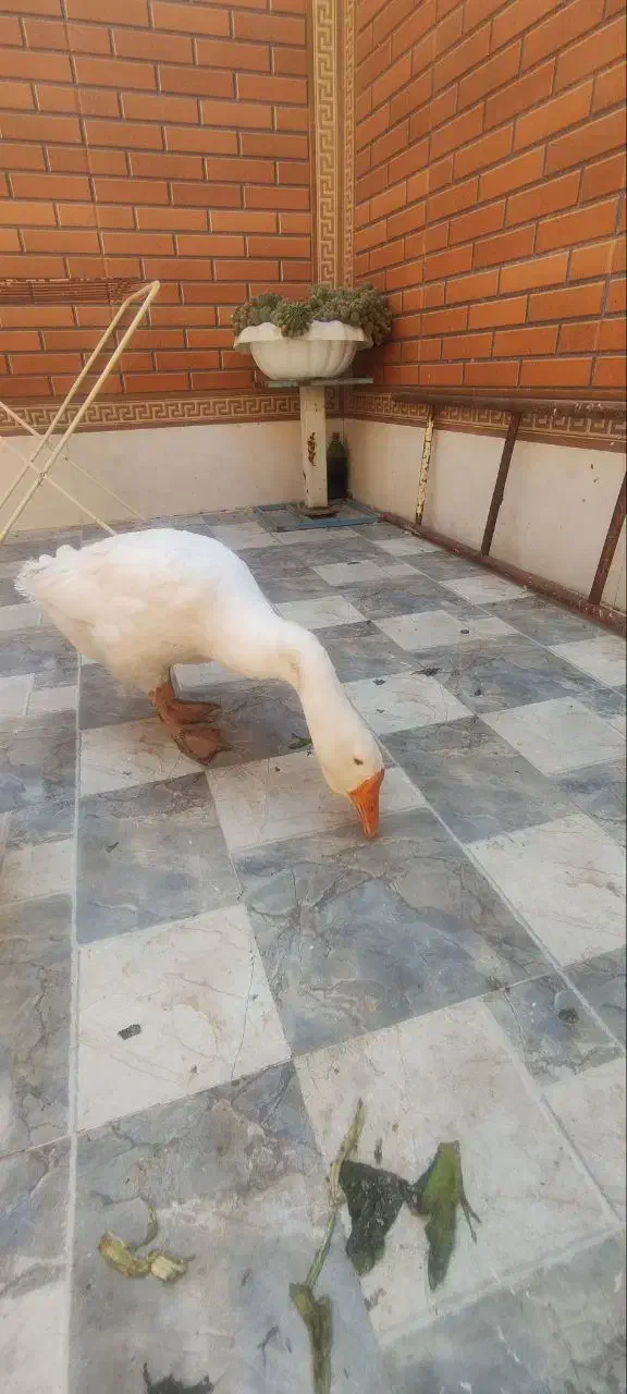 قو غاز اکراینی قشنگ ترین حیون|حیوانات مزرعه|اصفهان, شیخ طوسی|دیوار