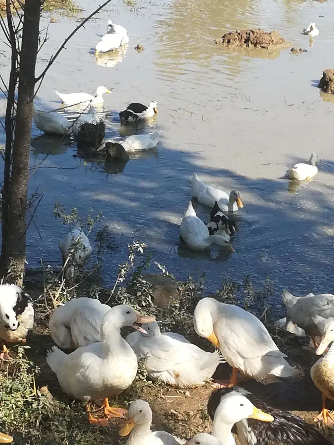 اوردک ۳ماهه|حیوانات مزرعه|گوراب زرمیخ, |دیوار