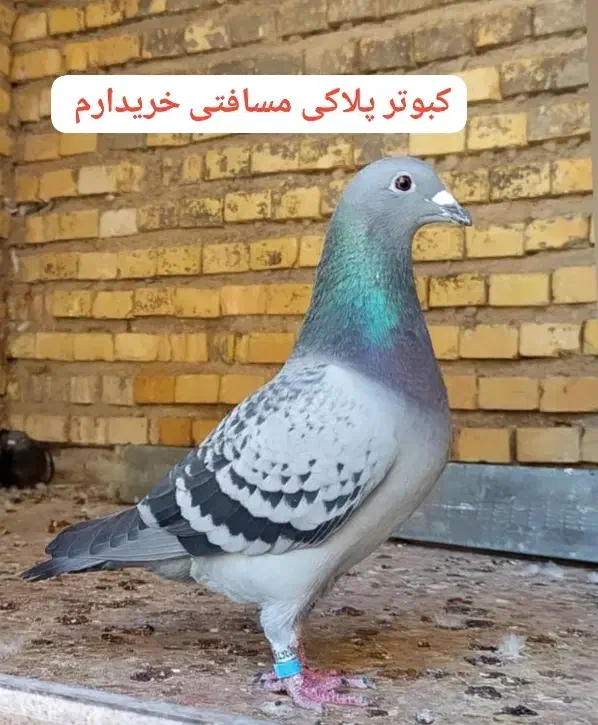 کفتر مسافتی|پرنده|میناب, |دیوار