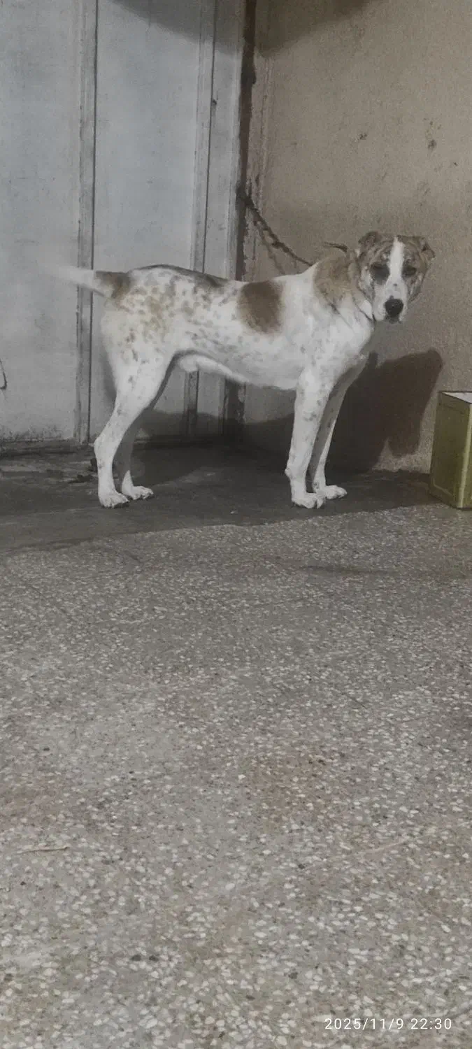 سگ سرابی،افغان|سگ|رفسنجان, |دیوار