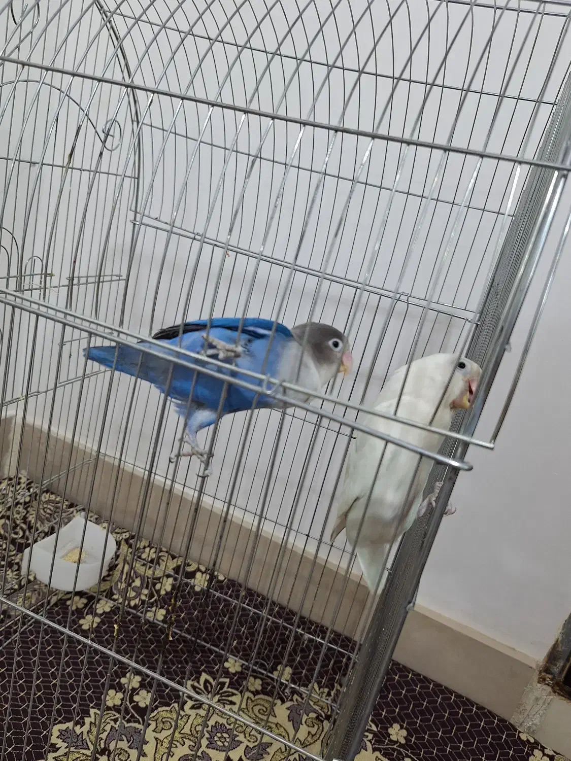 طوطی برزیلی|پرنده|نسیمشهر, |دیوار