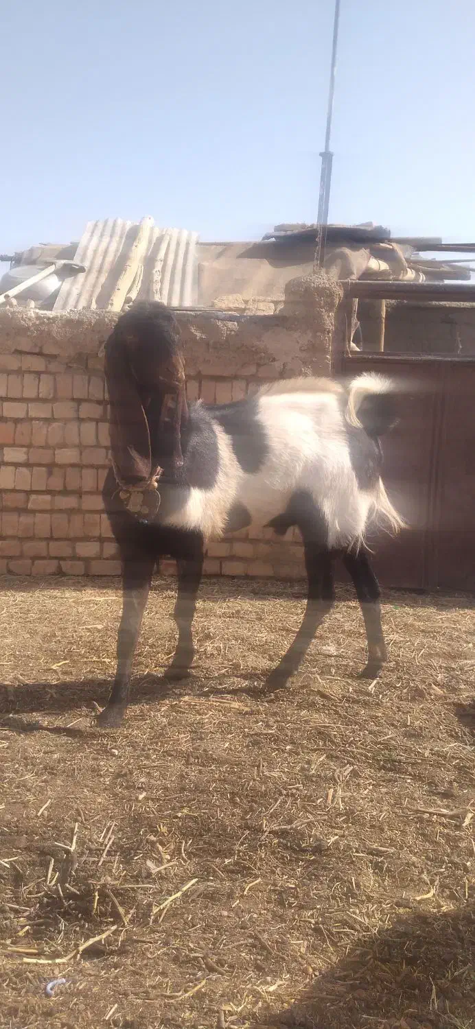 نر بز پاکستانی|حیوانات مزرعه|بردسکن, |دیوار