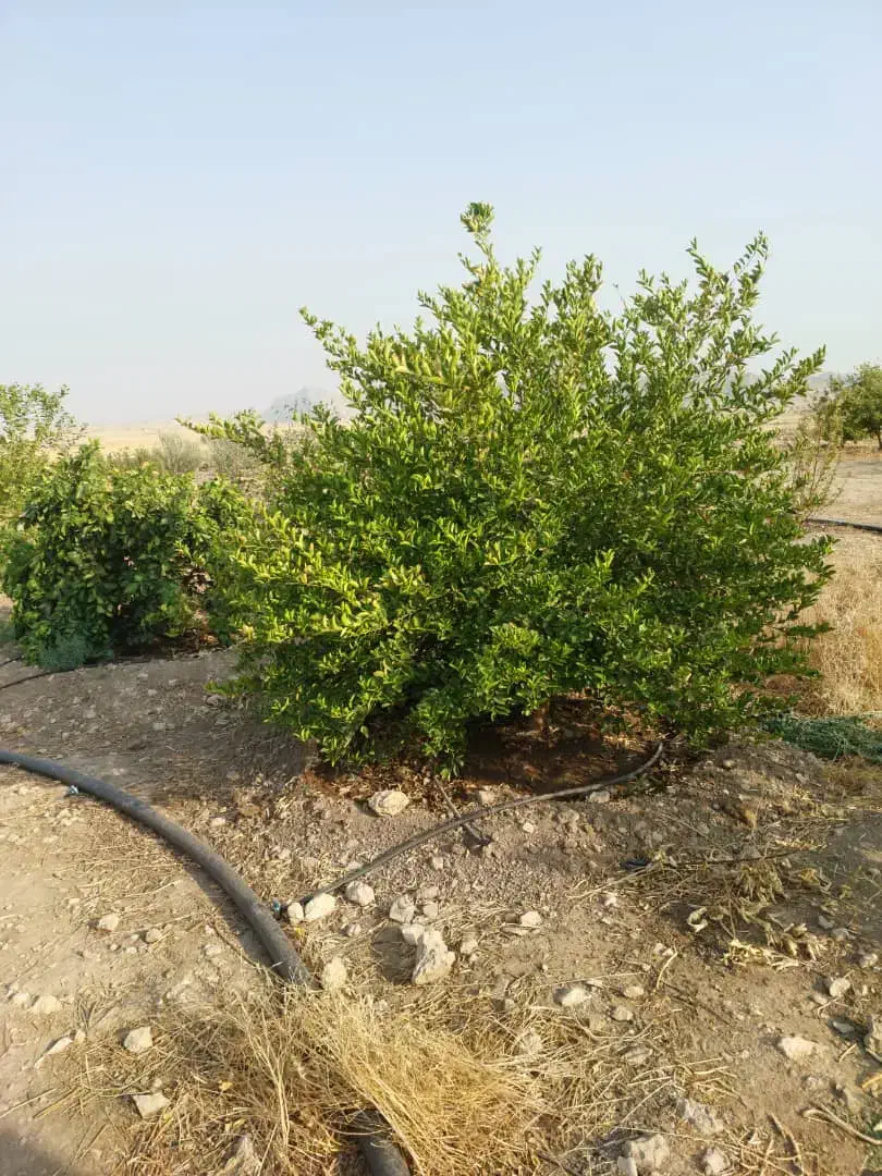 معاوضه باغ ۲ هزار متری با مسکن ملی|فروش دفتر صنعتی، کشاورزی، تجاری|دوگنبدان, |دیوار