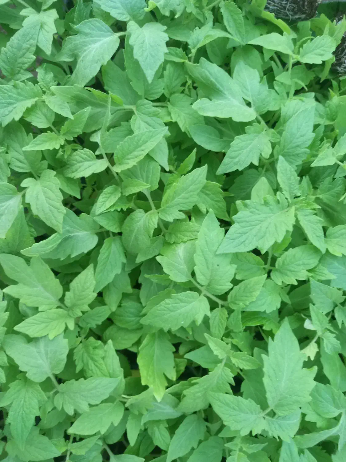 فروش نشا گوجه|گل و گیاه طبیعی|کهنوج, |دیوار