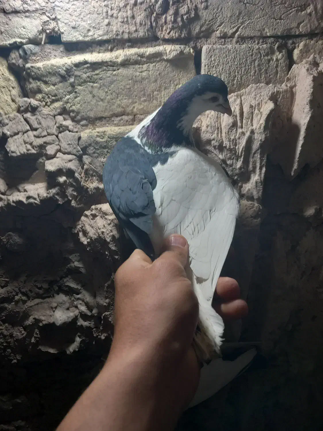 کبوتر چپ سیاه نر پرشی|پرنده|سبزوار, قصبه شرقی|دیوار