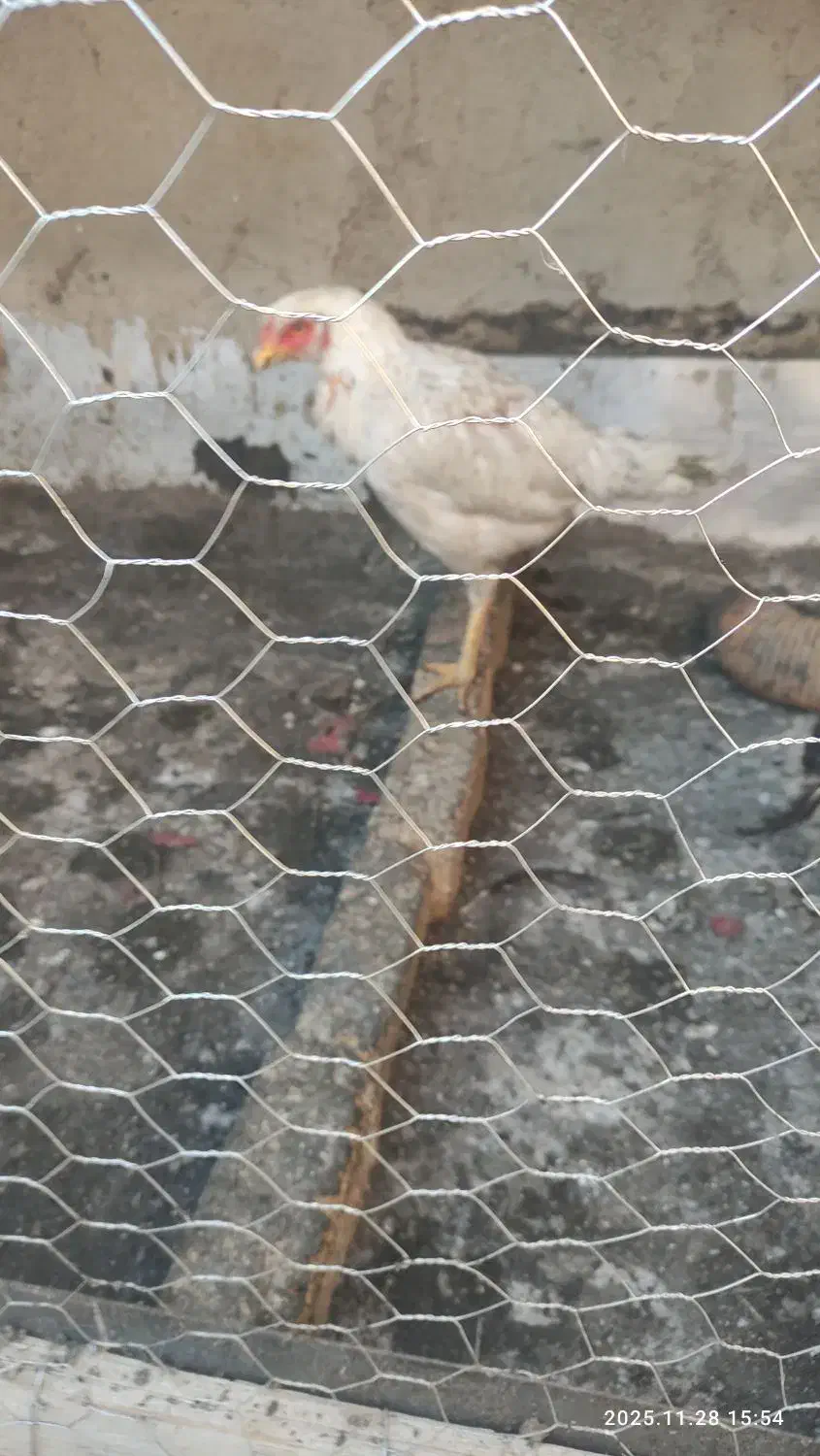 مرغ لاری|حیوانات مزرعه|اسلامشهر, شهرک امام حسین (میان آباد)|دیوار