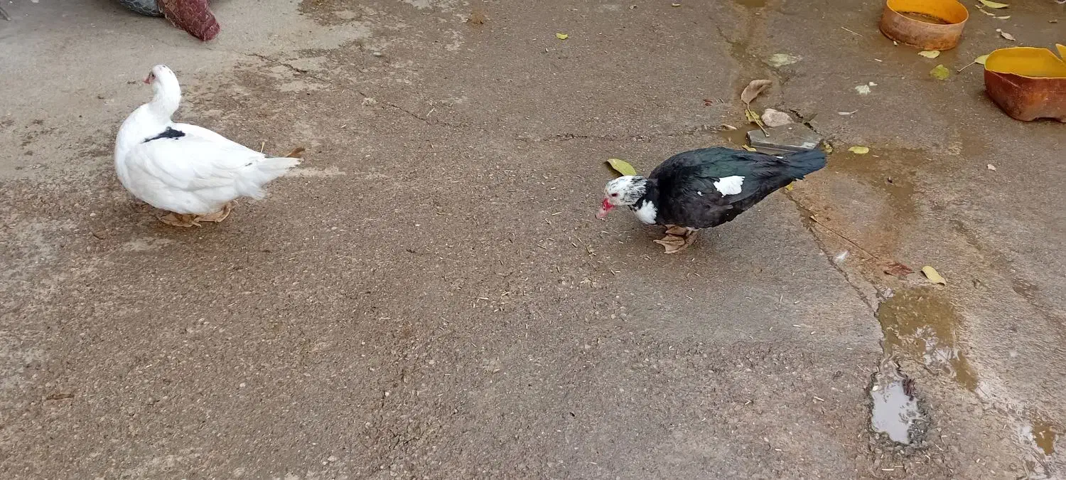 اردک شمالی|حیوانات مزرعه|بروجرد, |دیوار