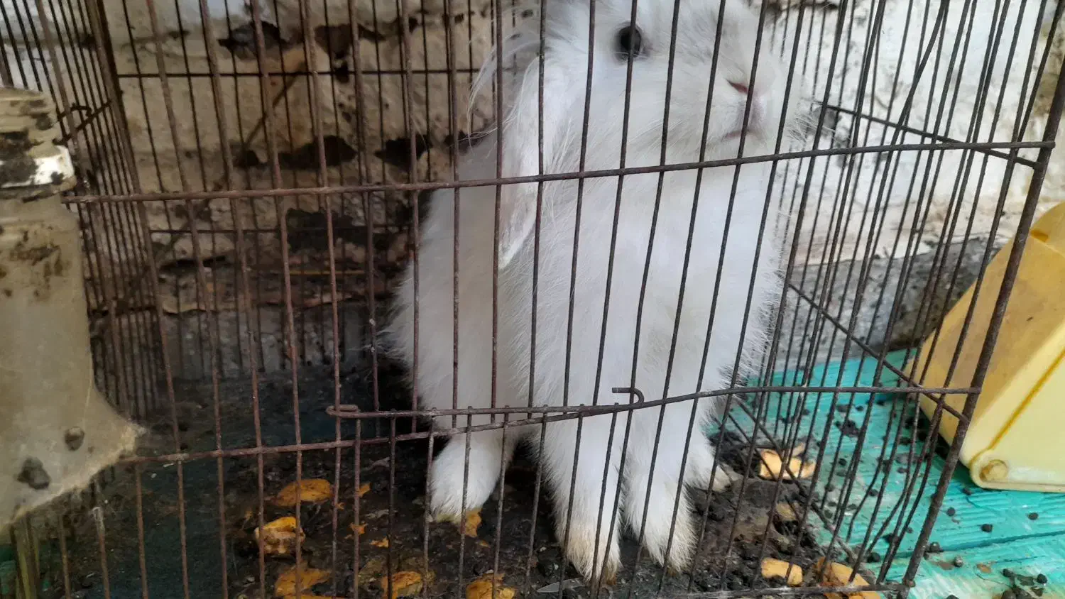 خرگوش پشمالو|موش و خرگوش|تربت‌حیدریه, ده پائین|دیوار