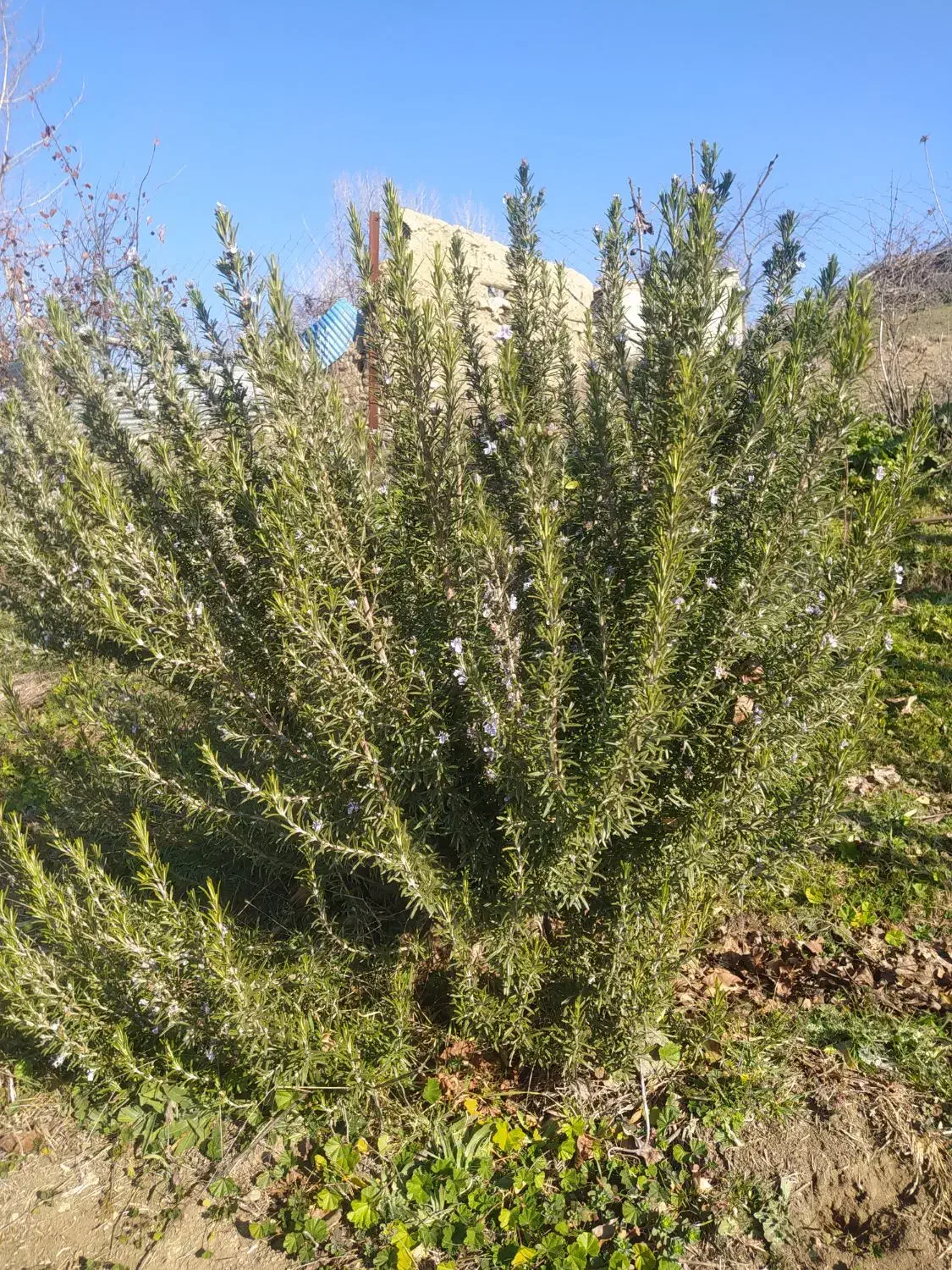 رزماری|گل و گیاه طبیعی|انگوت, |دیوار