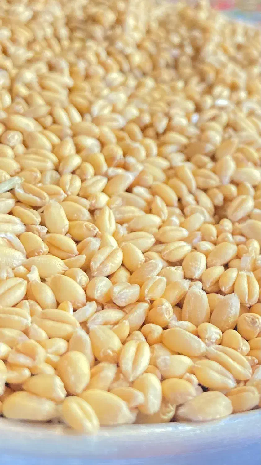 بذر گندم ابی گواهی شده سالار|خدمات باغبانی و درختکاری|کوزران, |دیوار