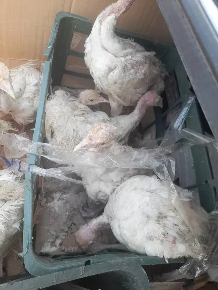 فروش جوجه ۶۰ روزه بوقلمون ۶گوشتی جوجه برهما اردک|حیوانات مزرعه|کرمان, |دیوار